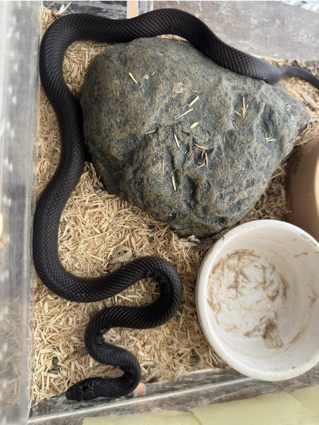 Preview of the first image of Mexican black king snake, male. 2 years.