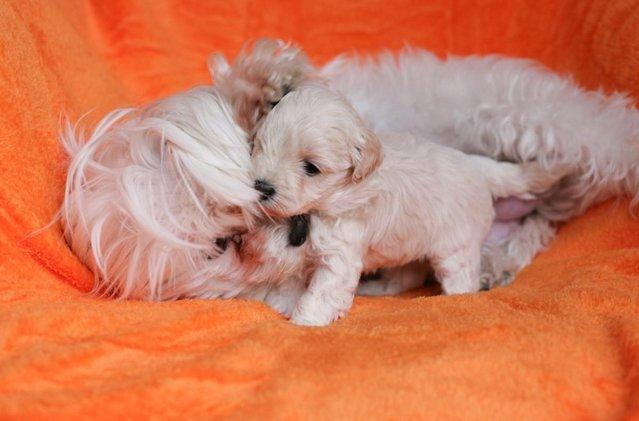 Image 10 of Beautiful F1 Toy Maltipoo Puppies (1 Left)