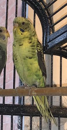 Image 2 of Rare blackwing pair budgie