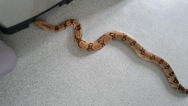 Image 2 of boa constrictor.........