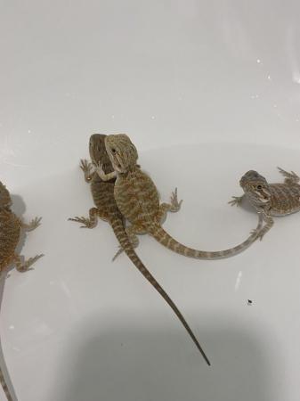 Image 4 of Mixed Baby bearded dragons