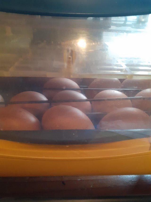 Preview of the first image of Fertile Hatching Eggs for sale.