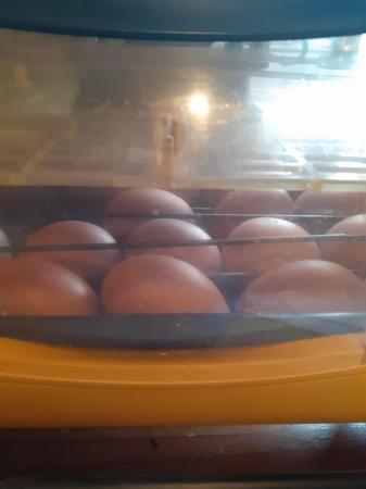 Image 1 of Fertile Hatching Eggs for sale