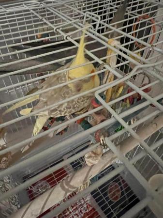 Image 5 of Pair of Cockatiels. Yellow and grey. Freebies included