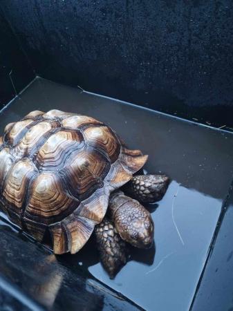 Image 3 of 9 year old friendly sulcata looking for home