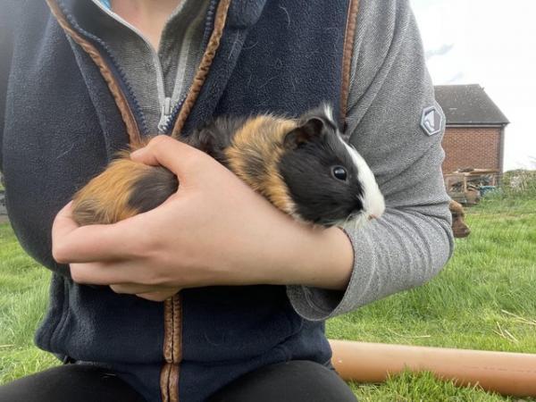 Image 2 of Multi male guinea pig for sale