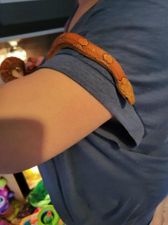 Image 5 of Beautiful corn snake, believed to be male