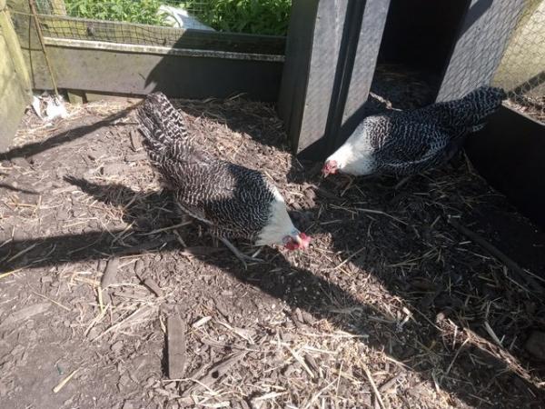 Image 1 of Trio of silver campine chickens