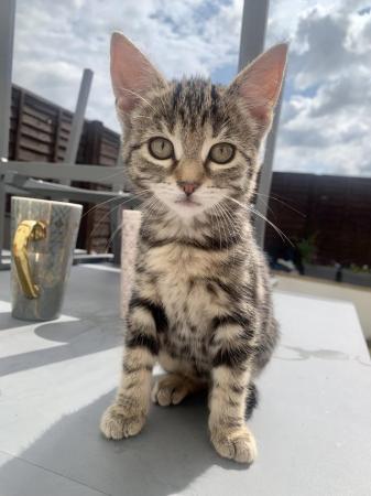 Image 5 of Beatifully Marked Tabby Kittens