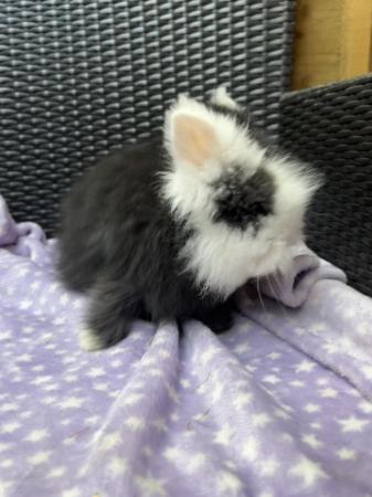 Image 2 of 3 beautiful fluffy double Maine lionheads