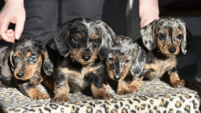 Image 2 of They're ready to leave - Outstanding dachshund litter