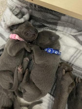 Image 9 of Solid Blue KC Registered Great Dane Puppies