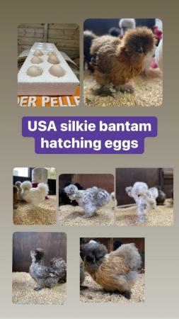 Image 3 of Hatching eggs. Large fowl and bantam pure breeds rare