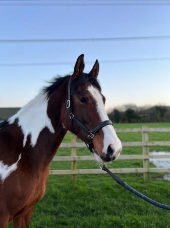 Image 2 of Coloured warmblood plaited Top Class Non Native Mare