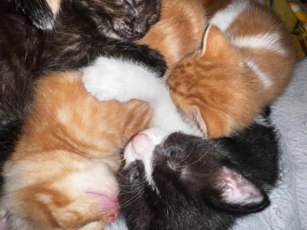 Image 12 of Absolutely beautiful, colourful litter of kittens!