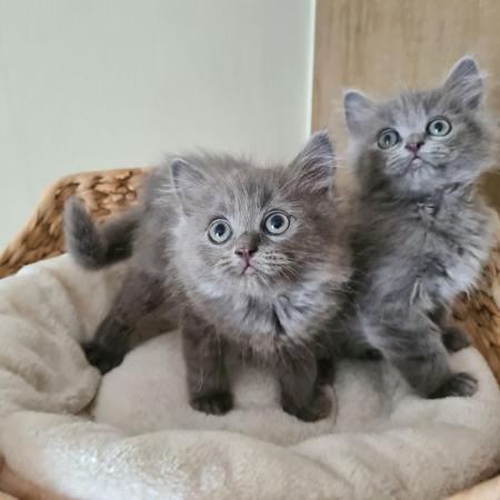 Image 7 of Ready to go beautiful ragdoll kittens