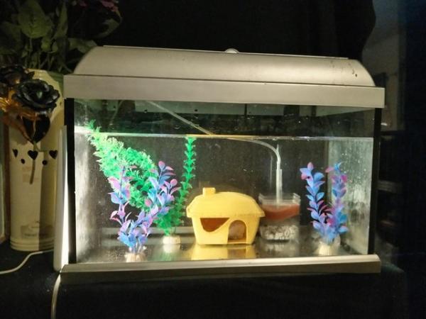 Image 2 of Free Axolotl, Fish Tank Aquarium and Accessories