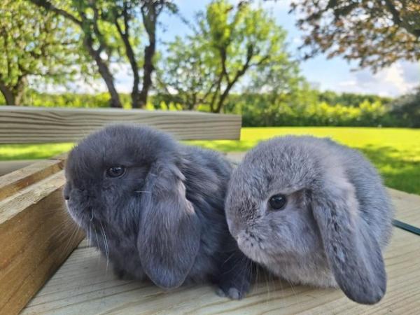 Image 4 of Mini Lop Pure Breed Baby Rabbits For Sale