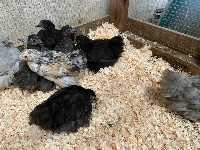 Preview of the first image of Three black pekin females available.