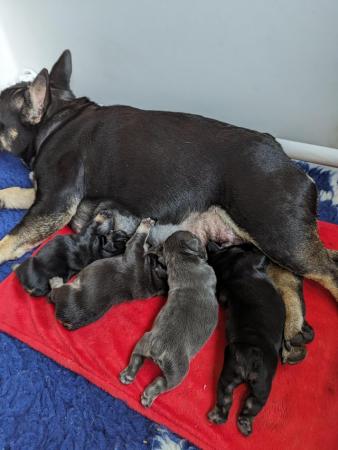 Image 2 of Confident French Bulldog Puppies Ready To Leave 5th June