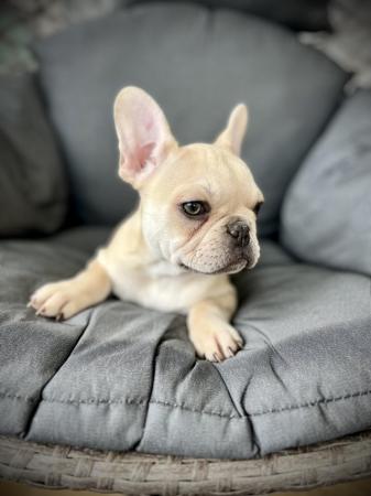 Image 6 of *Ready now* Beautiful KC Registered French bulldog puppies