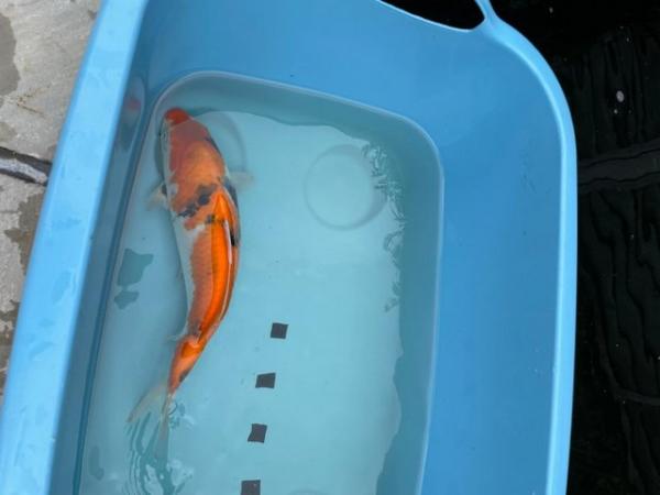 Image 5 of Japanese Koi reared from Fry
