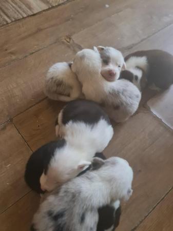 Image 5 of 4 weeks old border collies ready to go on the 3.4.24