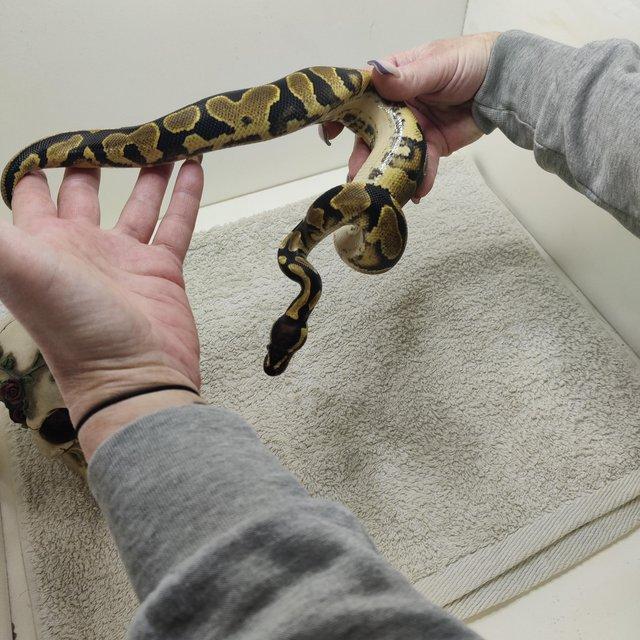 Preview of the first image of Yellow belly possible leopard het pied ball python.
