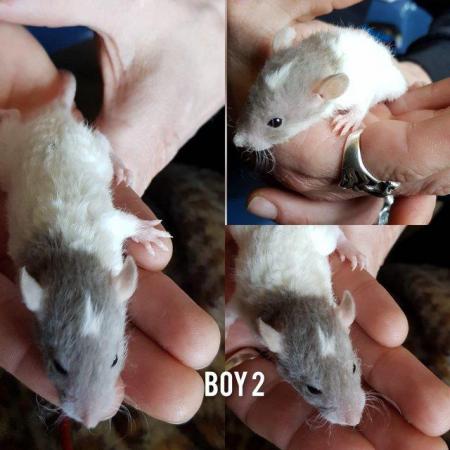 Image 4 of Rats babies!!!!!!!!!!!!!!!!!!!!!
