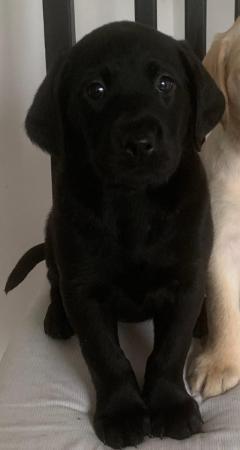 Image 1 of Quality KC Registered Health Tested Parents Labrador Puppies