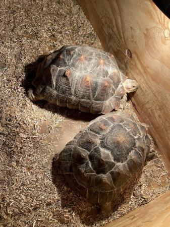 Image 3 of 2 South African sulcata tortoises