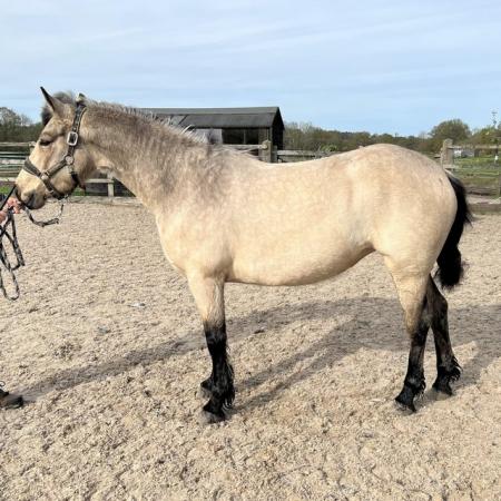 Image 1 of 14.1hh Connemara Dun mare for sale