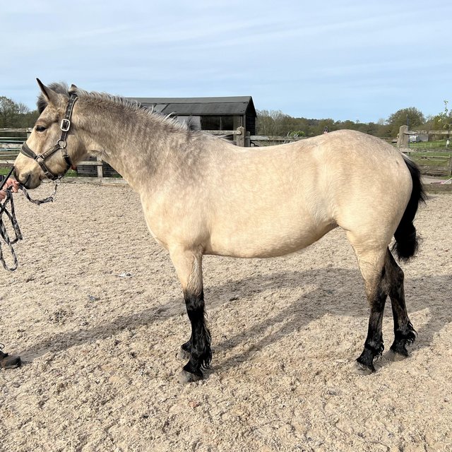 Preview of the first image of 14.1hh Connemara Dun mare for sale.