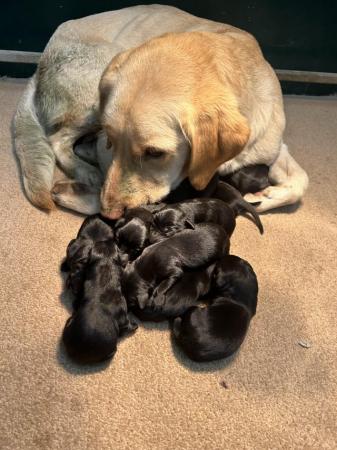 Image 2 of Kc reg black lab puppies