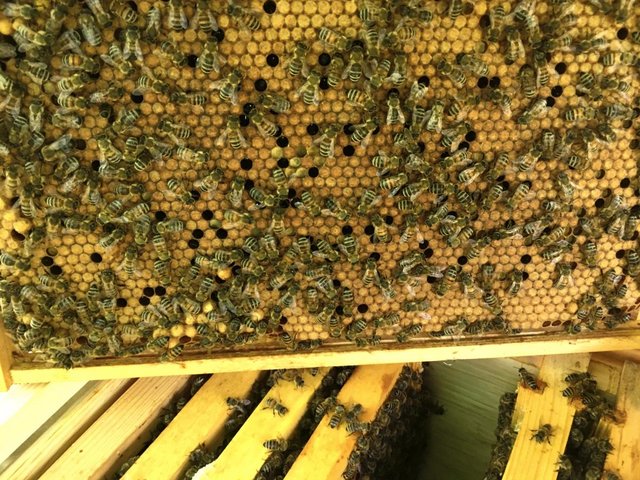 Preview of the first image of Bee Nucs from a VSH II Buckfast breeder queen. UK Honeybees..