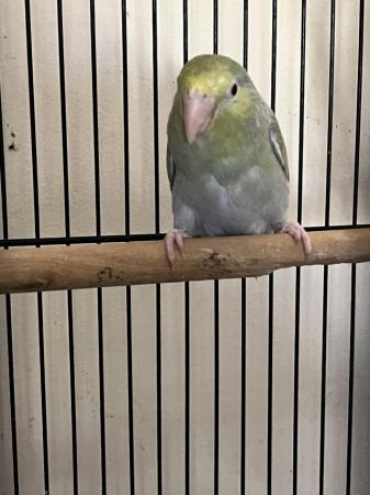 Image 4 of Proven Breeding pair of Parrotlets