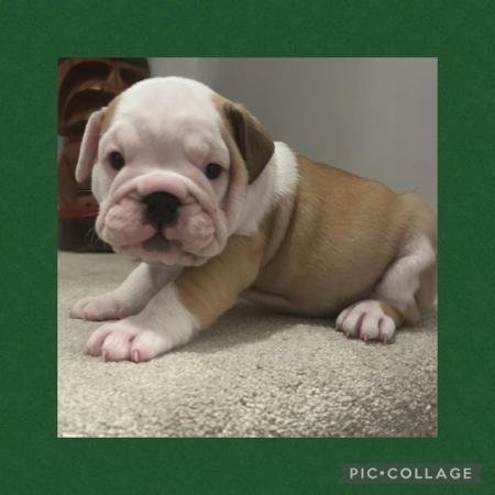 Image 10 of Bulldog Puppies Ready 28th March