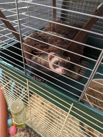 Image 1 of X2 bothers ferrets 1 year & a half, ready now