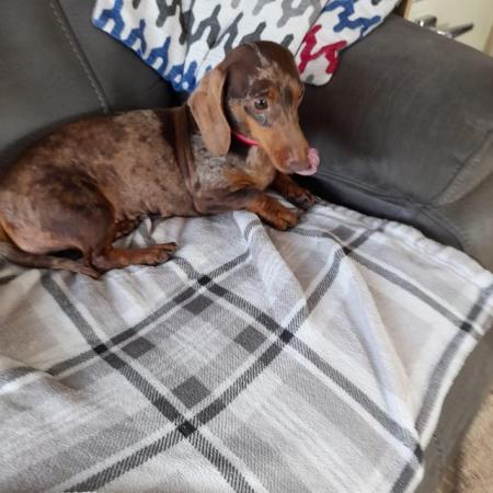 Image 4 of Girl Dachshund looking for loving new home