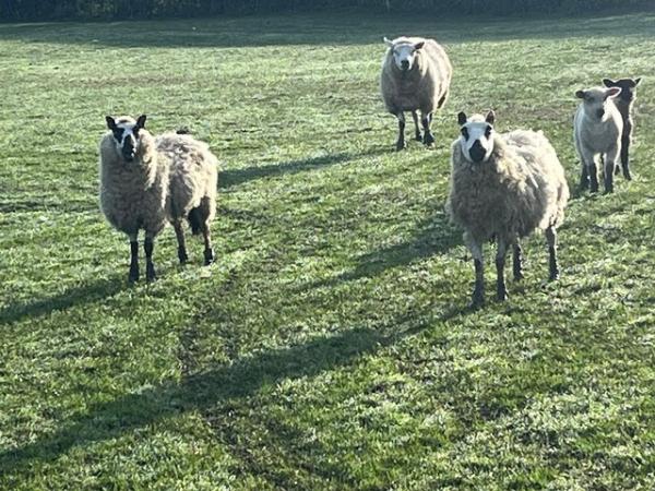 Image 1 of Kerry Hill sheep and X yearling