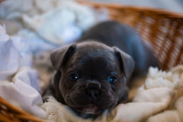 Image 5 of 9 weeks old french bulldog pups