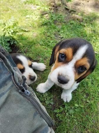 Image 6 of Beautiful beagle puppies