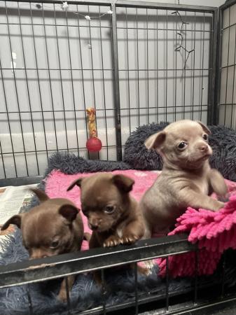 Image 5 of short coat purebred Chihuahua puppies