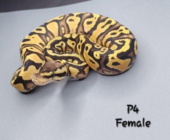Image 31 of Various Hatchling Ball Python's CB23 - Availability List