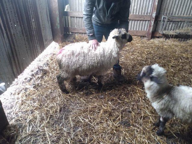Preview of the first image of Valais Blacknose Cross Lambs, born 2023. Excellent pets or ..