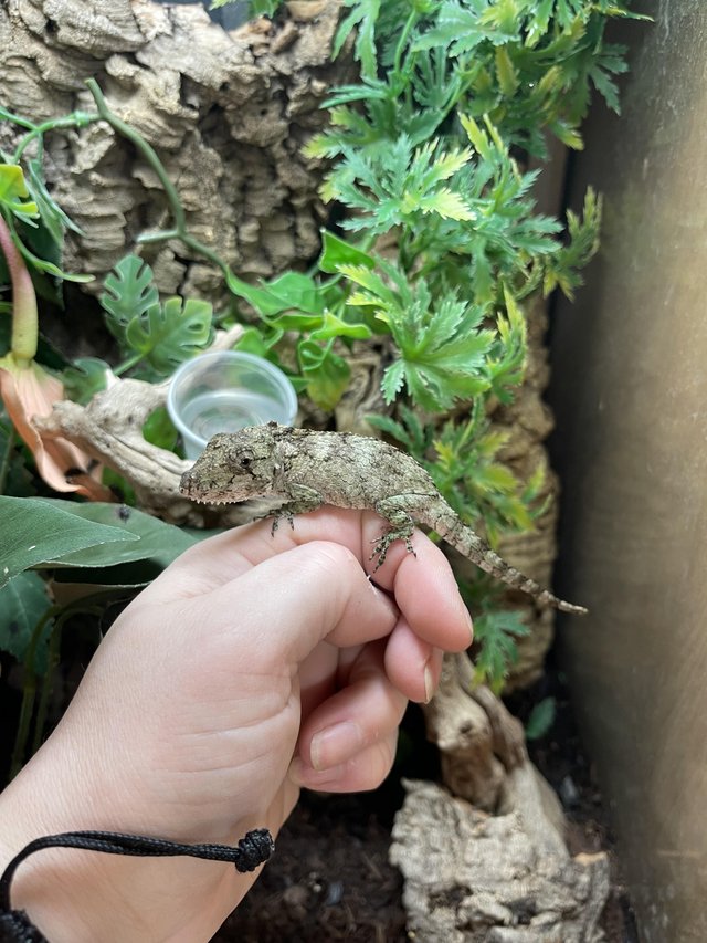 Preview of the first image of Cuban False Chameleon’s At Urban Exotics.