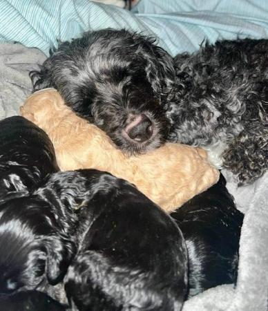 Image 4 of Available Now. Only 2 left Miniature poodle x cockerpoo