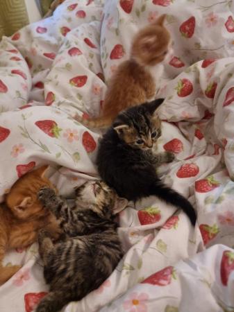 Image 2 of 5-week old beautiful tabby kittens.