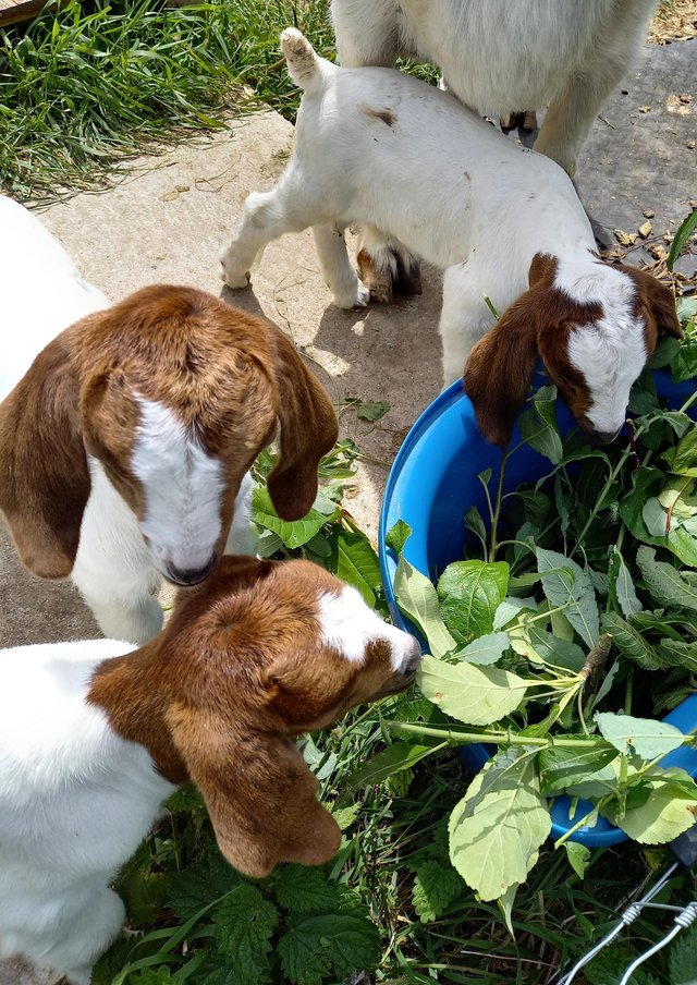 Preview of the first image of 2 Male Boer goat kids for sale ..