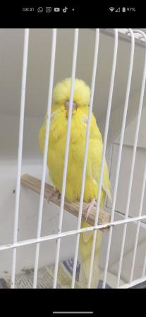Image 10 of Adult male exhibition budgies for sale